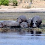 Five hippos.