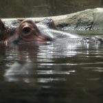 Hungry hippopotamus.