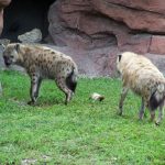 Hyenas.