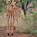 Impala is found in eastern Africa.