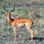 Impala was first described in 1812.