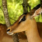 Impala is the sole member of the genus Aepyceros.