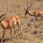 In Ol Pejeta Park in Kenya.