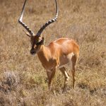 In Ol Pejeta Park.