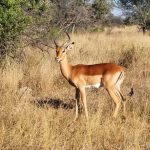 Impala away from the herd.