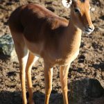 Impala is an antelope.
