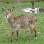 The scientific name for impala is Aepyceros Melampus.