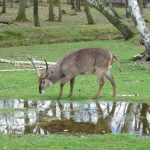 An impala is an African antelope.