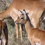 Young impala.