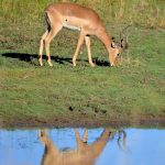 Impala antelope.