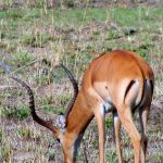 Sole member of the genus Aepyceros, impala is found in eastern and southern Africa.