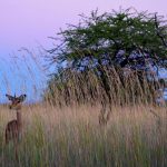 The name Impala comes from Zulu language.