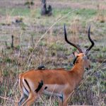 Sole member of the genus Aepyceros, Impala is found in eastern Africa.