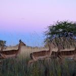 An impala is an African antelope weighing 40–60 kg.