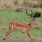 Impala is found in eastern and southern Africa.
