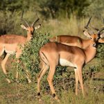 The impala is found in eastern and southern Africa.