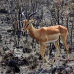 Impala in burnt land.