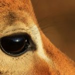 Impala eye close-up.