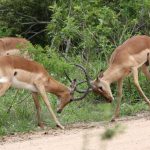 Impala fighting.