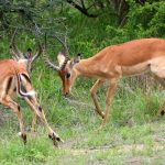 Impalas fighting.