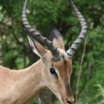 Male impalas use their horns to fight.