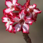 Impala lily.