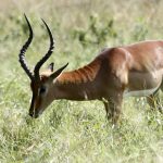 Adult impala.