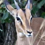 Male impala rooibok.