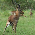 Impala rooibok ram.