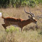 Impala in Ol Pejeta in Kenya.