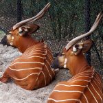 Impalas at the zoo.