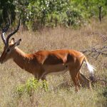 Impalas in the national park in Kenya.