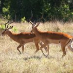 Impalas in the national park.