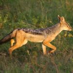 In the morning sun jackal is going for a hunt.