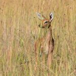 Klipspringer.