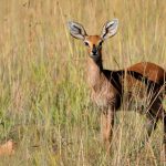 Klipspringer Antelope.