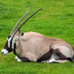 Oryx.
