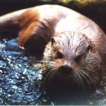 An otter.