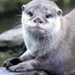 Otter playing.