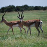 Pair of Thompson's gazelles.