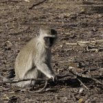 Photo of a vervet monkey.