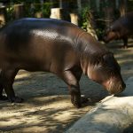 Pigmy hippopotamus.