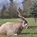 Roan antelope.