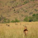 Safari impala.