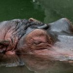 Common hippopotamus is also called hippo.