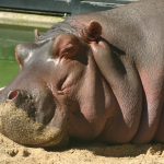 Sleepy hippo.