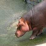 Thirsty hippo.