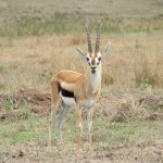 The Thomson's gazelle is named after explorer Joseph Thomson.