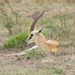 Thompson's gazelle.