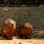 Two hippos.